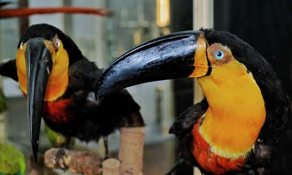 museu-de-zoologia,-no-rio,-apresenta-mostra-sobre-ciencia-e-sociedade