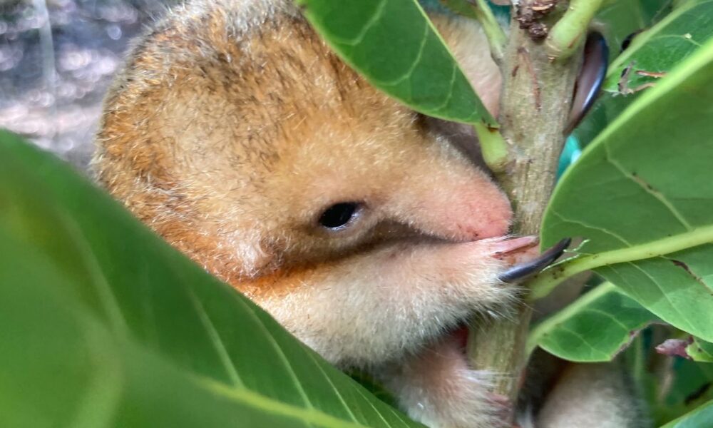 menor-tamandua-do-mundo-simboliza-preservacao-de-manguezal-nordestino