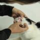 monitoramento-pet-pl-determina-instalacao-de-circuito-de-cameras-em-estabelecimentos-de-atendimento-a-animais-domesticos-|-ale-rr-|-assembleia-legislativa-de-roraima