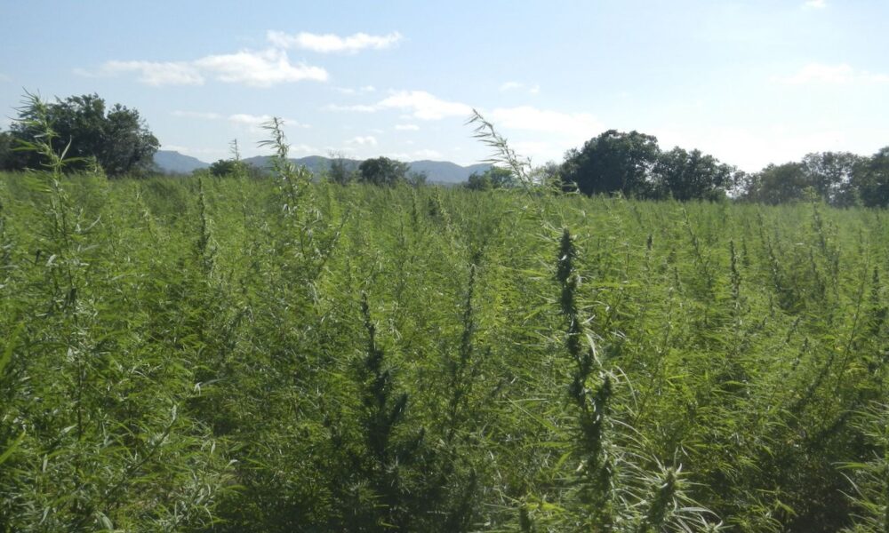 falta-de-regulamentacao-da-cannabis-e-omissao-dolosa,-diz-especialista
