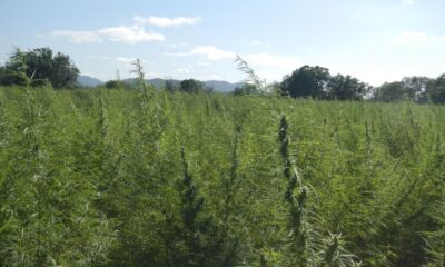 falta-de-regulamentacao-da-cannabis-e-omissao-dolosa,-diz-especialista