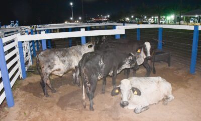 produtores-de-boa-vista-sao-beneficiados-com-105-novilhas-do-programa-roraima-mais-leite-–-governo-de-roraima
