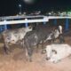 produtores-de-boa-vista-sao-beneficiados-com-105-novilhas-do-programa-roraima-mais-leite-–-governo-de-roraima