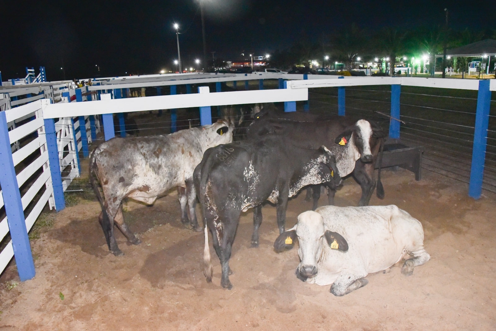 produtores-de-boa-vista-sao-beneficiados-com-105-novilhas-do-programa-roraima-mais-leite-–-governo-de-roraima