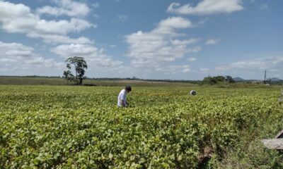 vazio-sanitario-em-roraima-comeca-no-dia-19-de-dezembro-–-governo-de-roraima