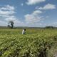vazio-sanitario-em-roraima-comeca-no-dia-19-de-dezembro-–-governo-de-roraima