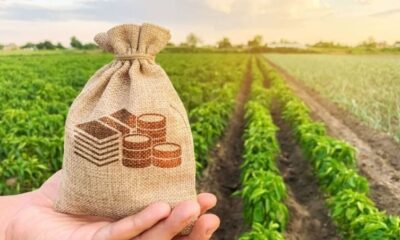 governo-lanca-edital-que-fomenta-pesquisas-para-desenvolvimento-agricola-sustentavel-em-roraima-–-governo-de-roraima