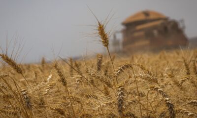 conab-estima-safra-recorde-de-325,7-milhoes-de-toneladas