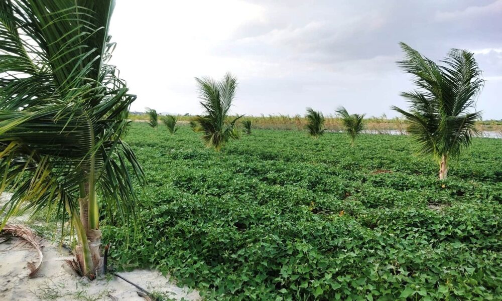 sustentabilidade-e-inovacao-impulsionam-agricultura-familiar-no-bonfim-–-governo-de-roraima