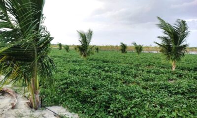 sustentabilidade-e-inovacao-impulsionam-agricultura-familiar-no-bonfim-–-governo-de-roraima