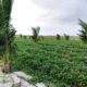 sustentabilidade-e-inovacao-impulsionam-agricultura-familiar-no-bonfim-–-governo-de-roraima