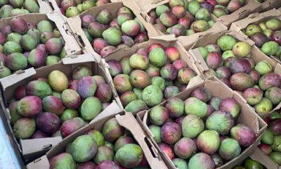frutos-so-poderao-ser-comercializados-se-vierem-de-areas-com-certificacao-sanitaria-–-governo-de-roraima