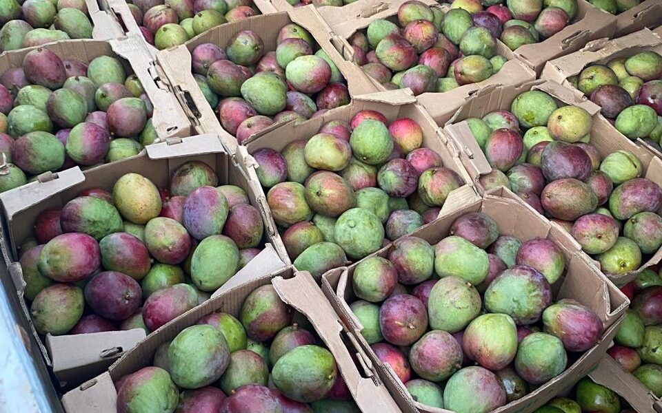 frutos-so-poderao-ser-comercializados-se-vierem-de-areas-com-certificacao-sanitaria-–-governo-de-roraima