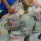 cesta-basica-em-roraima-tem-queda-e-fecha-marco-a-r$-645-–-governo-de-roraima