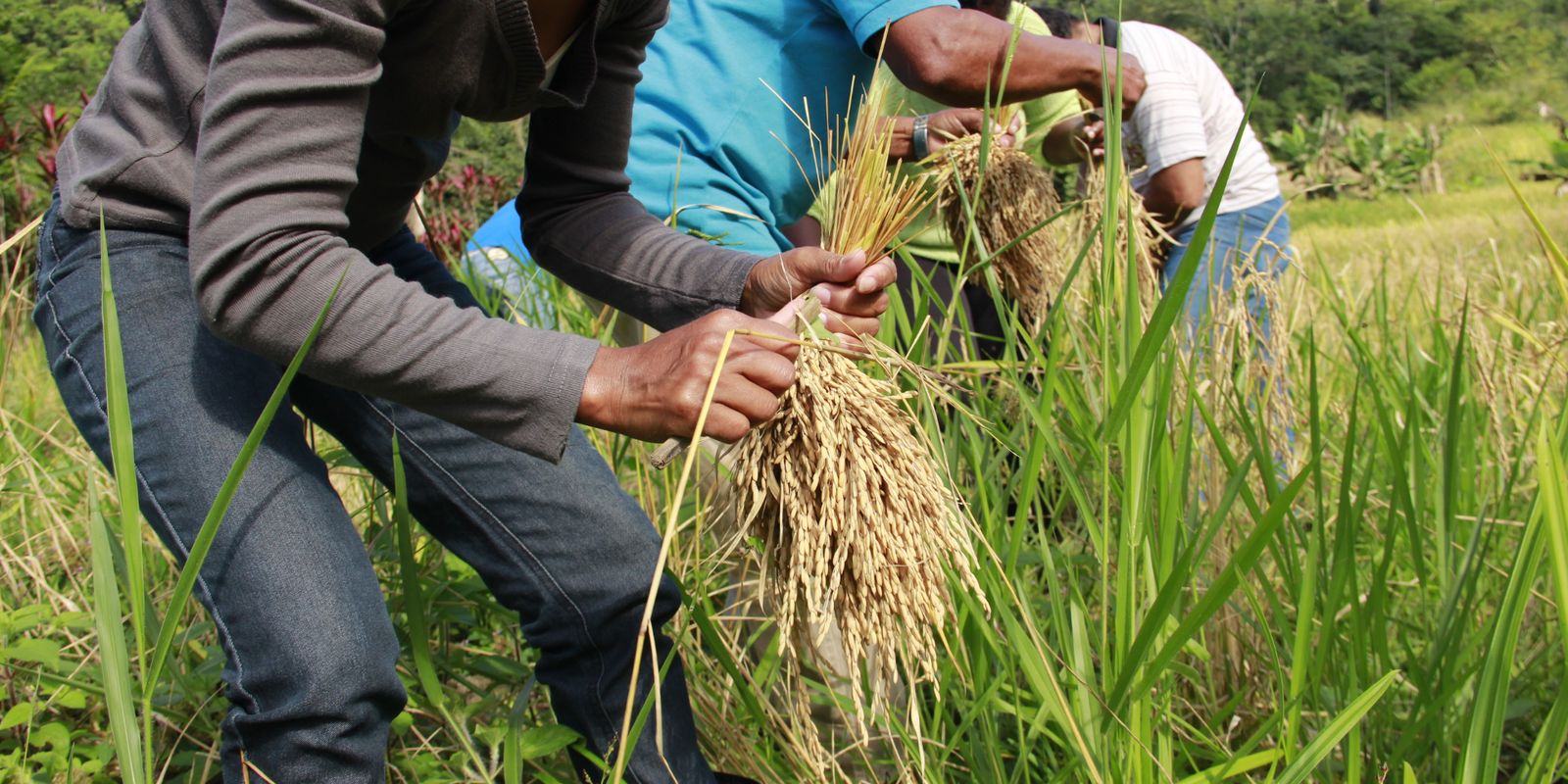 arroz-produzido-por-quilombolas-abastece-cozinha-solidaria-em-sergipe