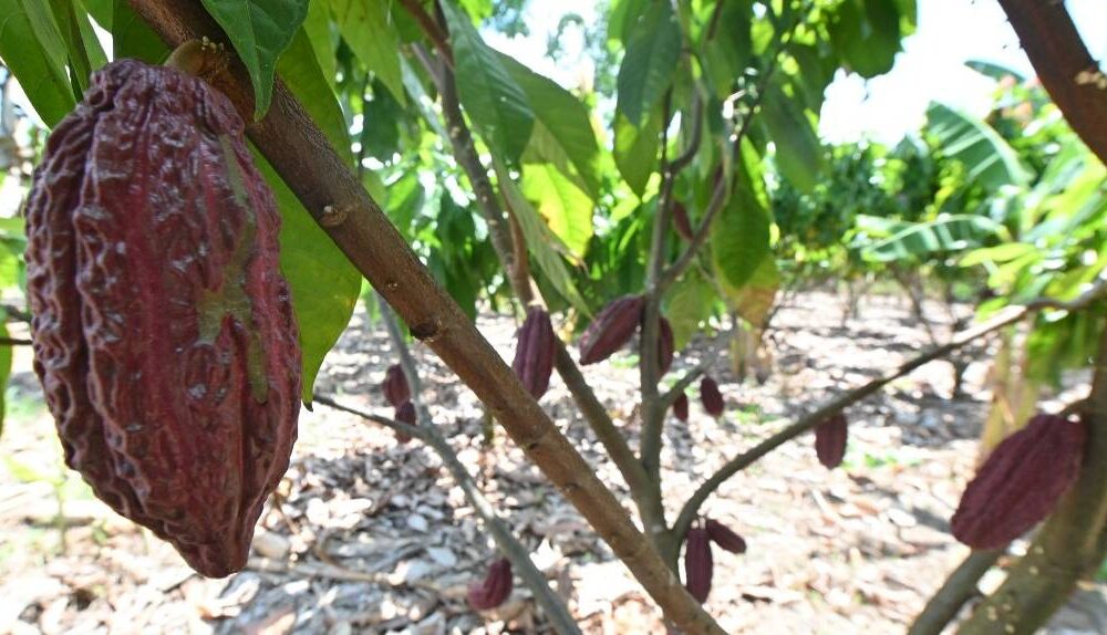 agricultura-familiar-ale-rr-promove-1o-seminario-estadual-da-cadeia-produtiva-do-cacau-em-caroebe-|-ale-rr-|-assembleia-legislativa-de-roraima