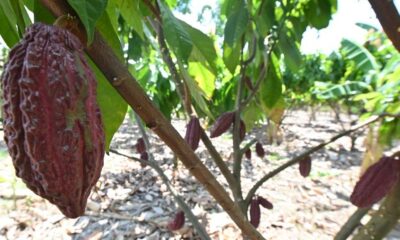 agricultura-familiar-ale-rr-promove-1o-seminario-estadual-da-cadeia-produtiva-do-cacau-em-caroebe-|-ale-rr-|-assembleia-legislativa-de-roraima