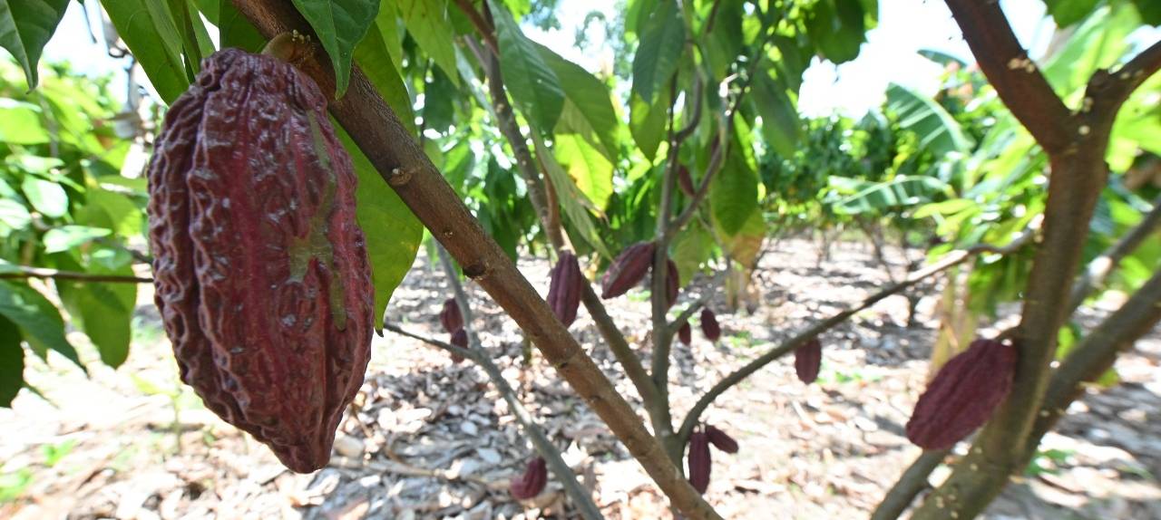 agricultura-familiar-ale-rr-promove-1o-seminario-estadual-da-cadeia-produtiva-do-cacau-em-caroebe-|-ale-rr-|-assembleia-legislativa-de-roraima
