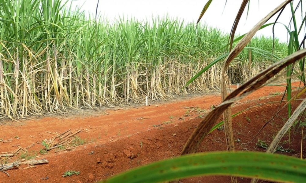 conab-estima-producao-de-663,4-milhoes-de-toneladas-de-cana