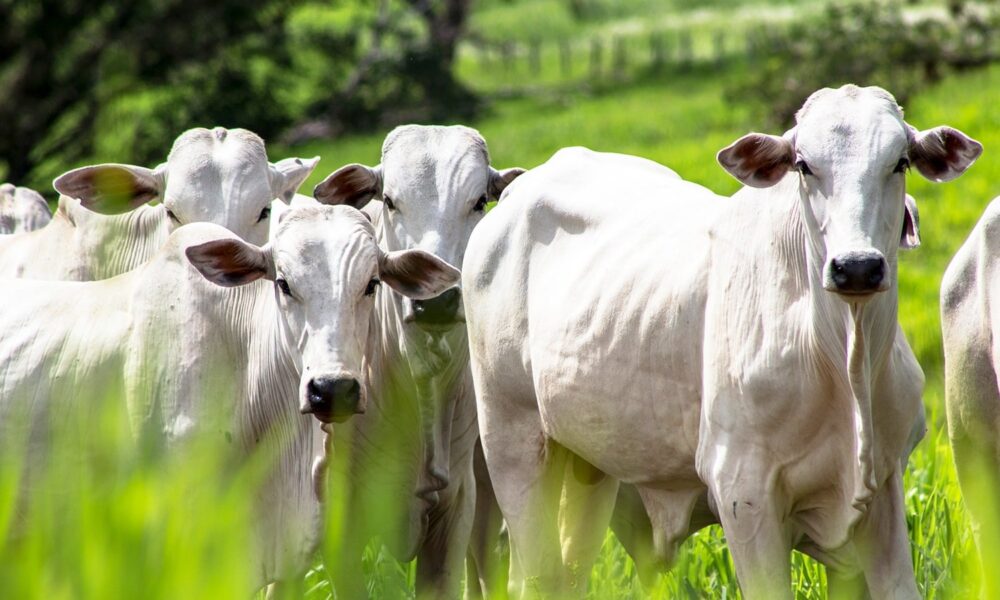 aderr-prorroga-prazo-para-atualizacao-cadastral-de-rebanhos-–-governo-de-roraima