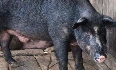 aderr-trabalha-no-controle-de-javaporcos-em-roraima-–-governo-de-roraima