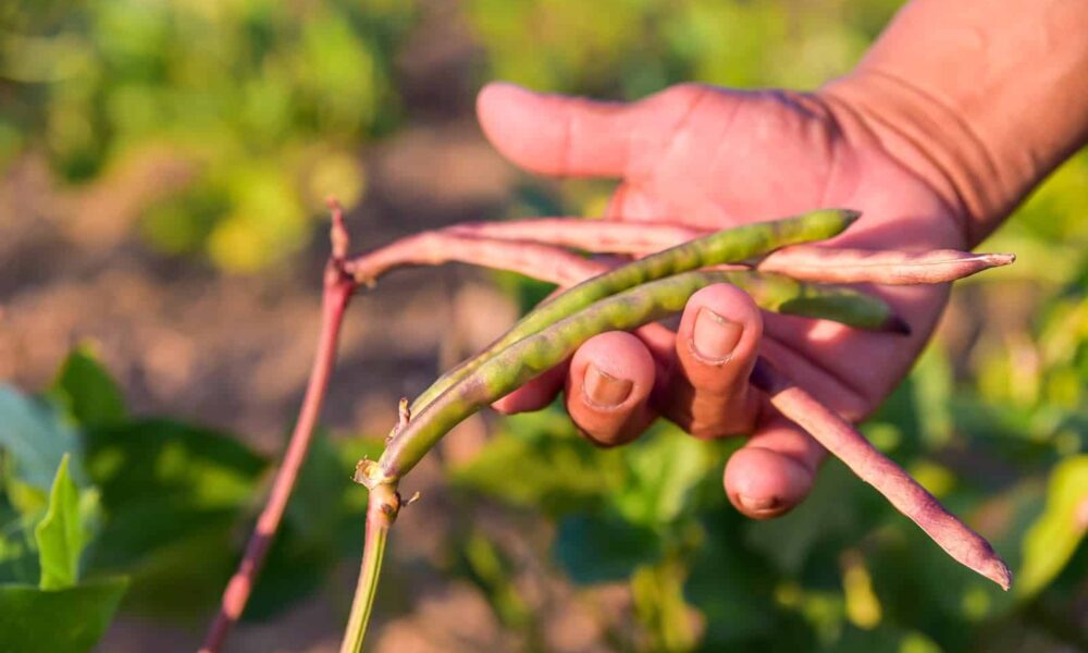 governo-de-roraima-abre-inscricoes-para-compra-de-alimentos-da-agricultura-familiar-indigena-–-governo-de-roraima