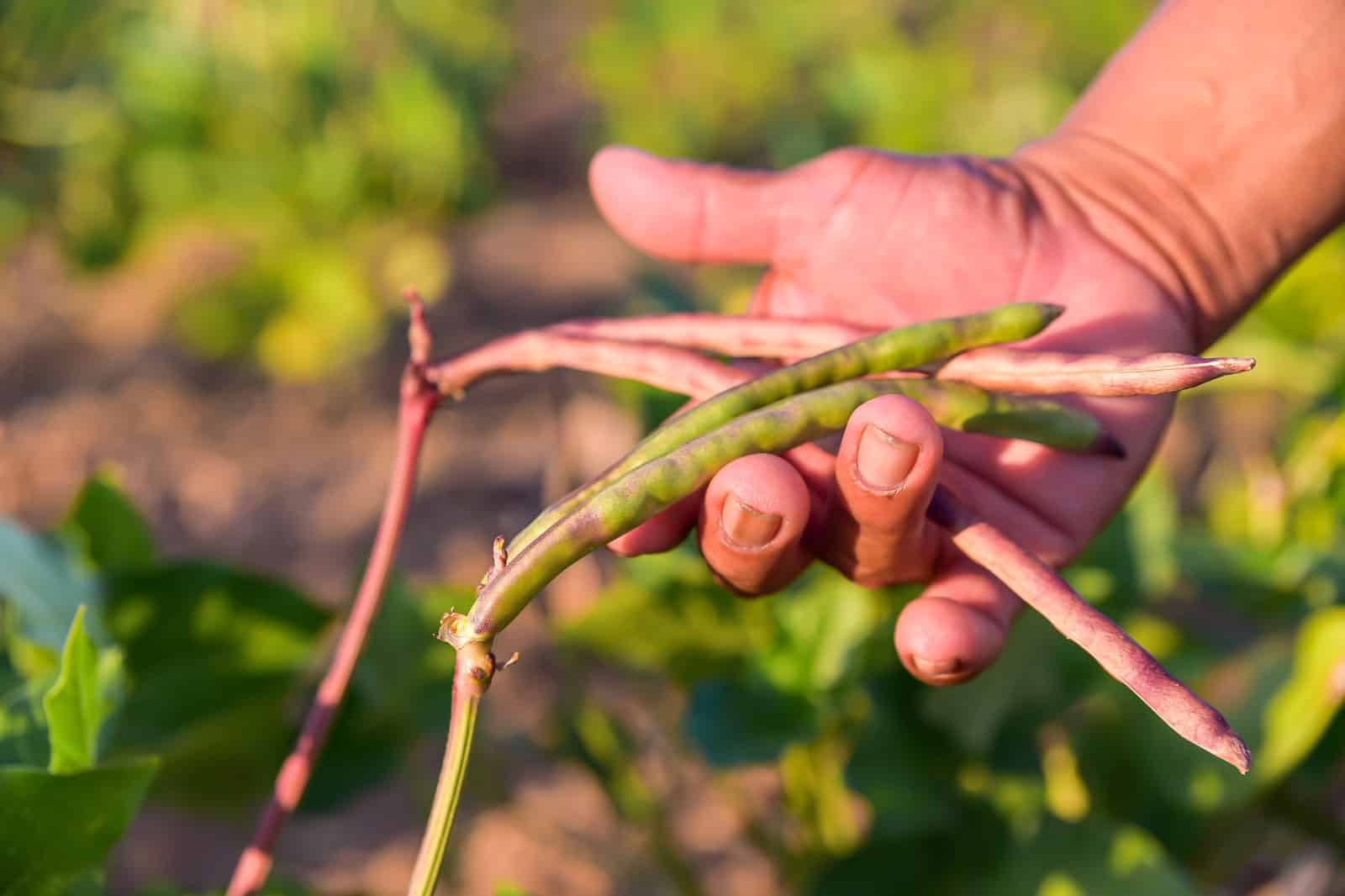governo-de-roraima-abre-inscricoes-para-compra-de-alimentos-da-agricultura-familiar-indigena-–-governo-de-roraima
