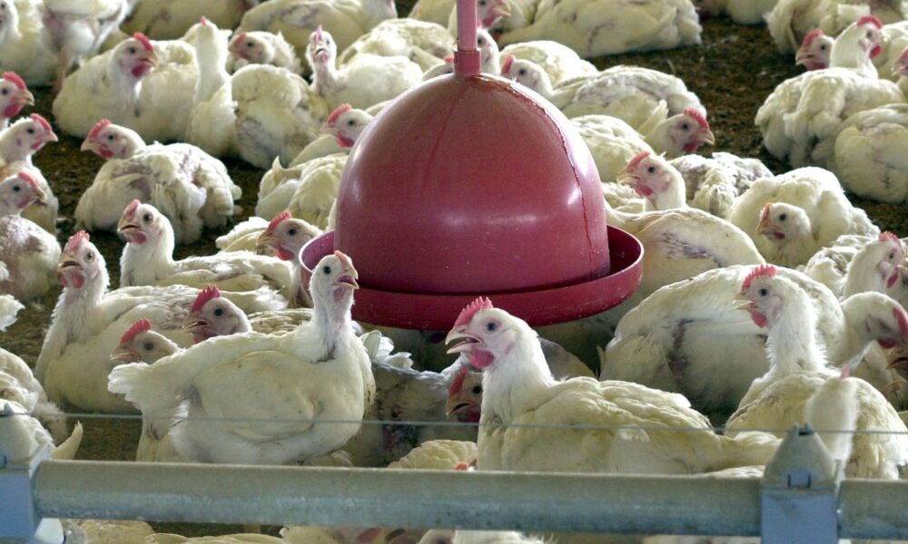 confira-as-principais-duvidas-sobre-a-gripe-aviaria