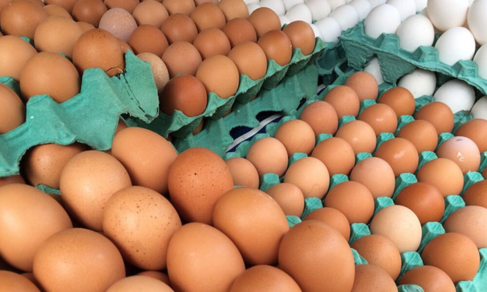 ovos-de-granja-com-caso-de-gripe-aviaria-estao-rastreados,-diz-mapa