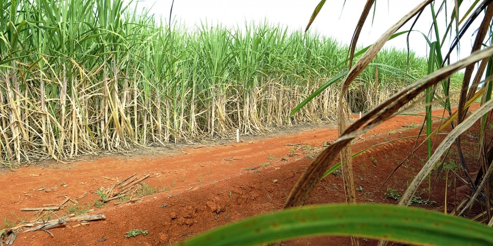conab-estima-producao-de-663,4-milhoes-de-toneladas-de-cana
